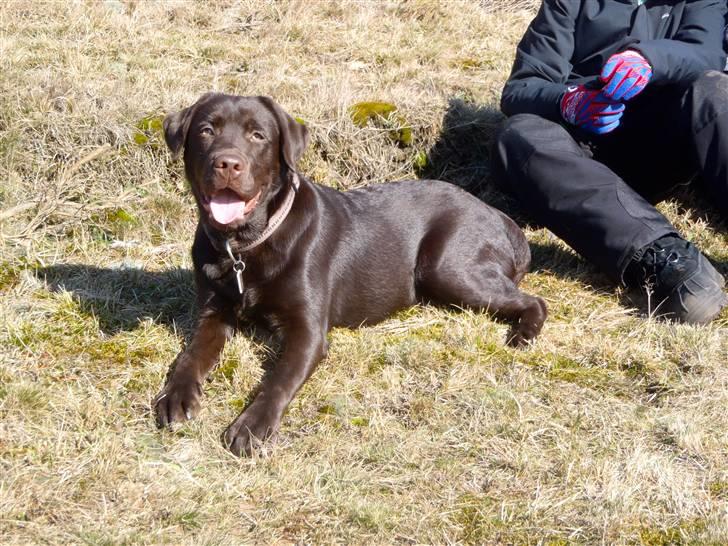 Labrador retriever Skibstedgaard Bjørn billede 10