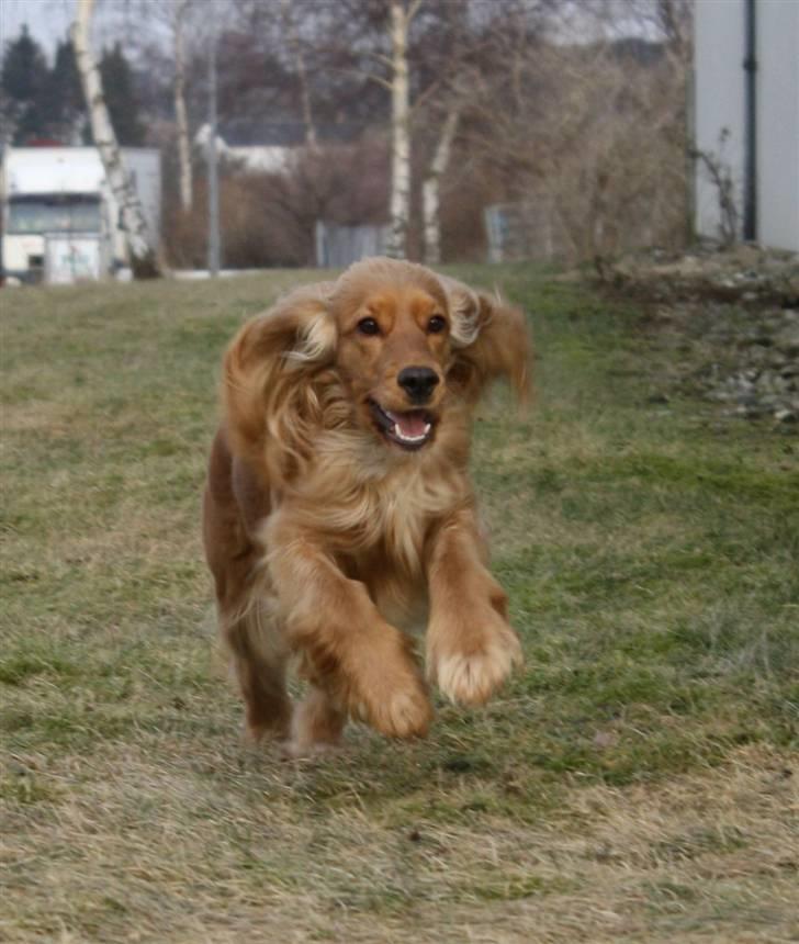 Cocker spaniel Dutten billede 16