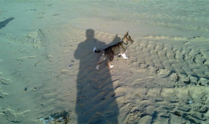 Blanding af racer Ballou billede 7