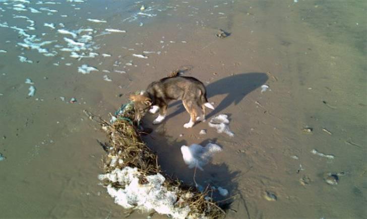 Blanding af racer Ballou billede 8