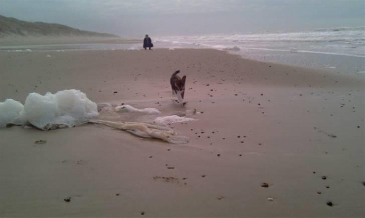 Blanding af racer Ballou billede 9