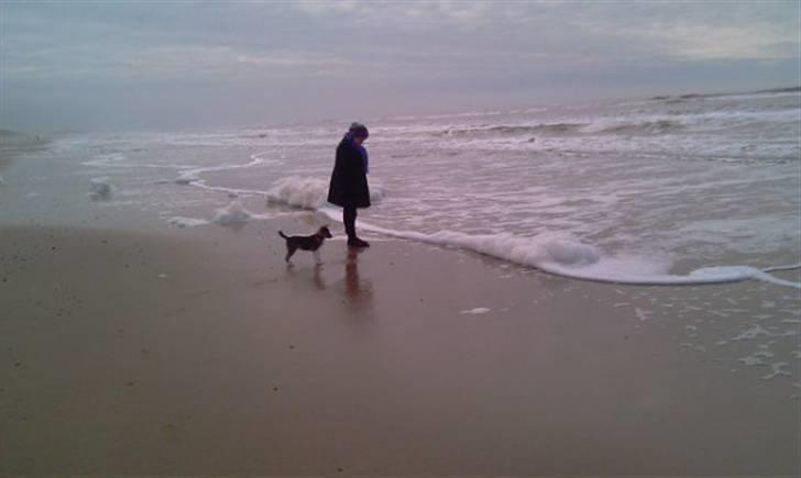 Blanding af racer Ballou billede 10