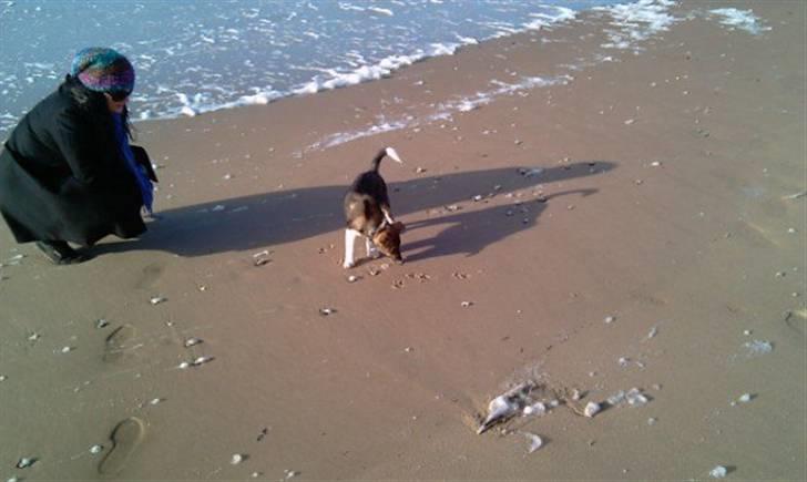 Blanding af racer Ballou billede 11