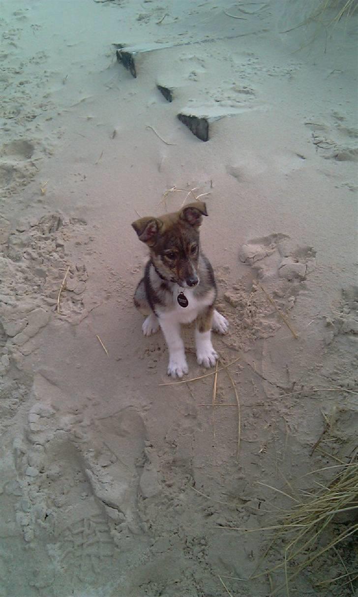 Blanding af racer Ballou billede 12