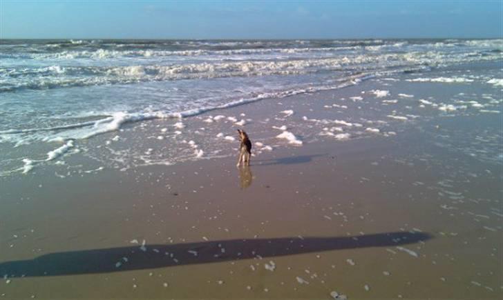 Blanding af racer Ballou billede 14