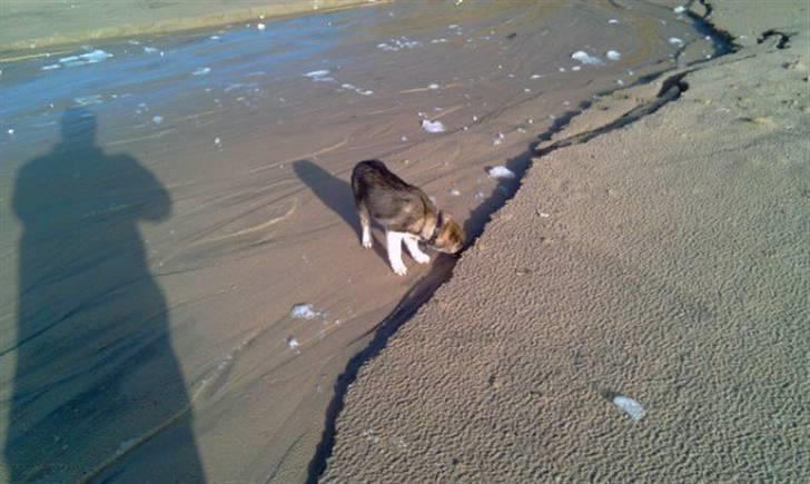 Blanding af racer Ballou billede 15