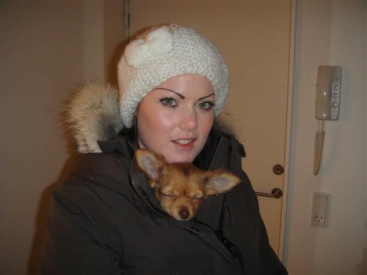 Chihuahua Liva billede 1