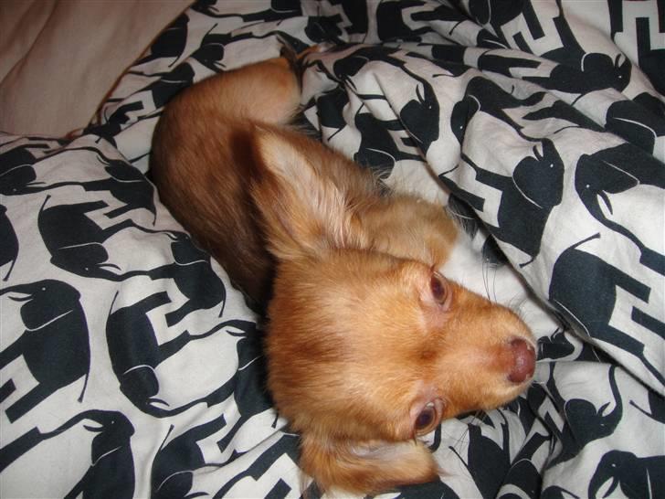 Chihuahua Liva billede 2