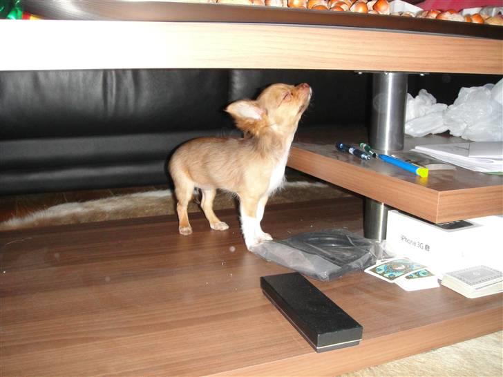 Chihuahua Liva billede 3