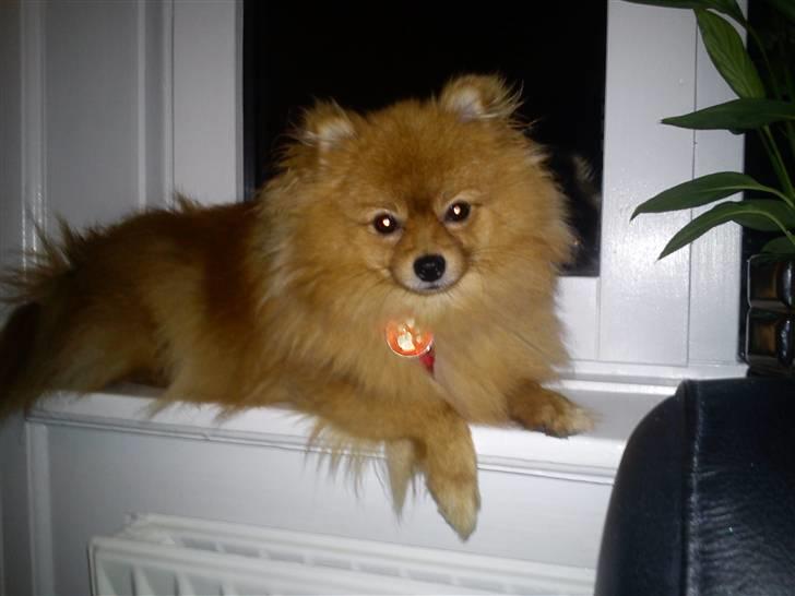 Pomeranian Kahla billede 7