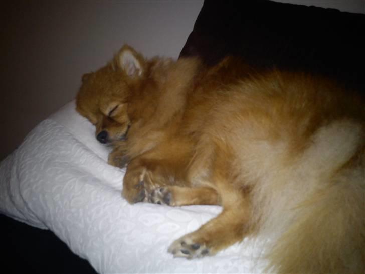 Pomeranian Kahla billede 8