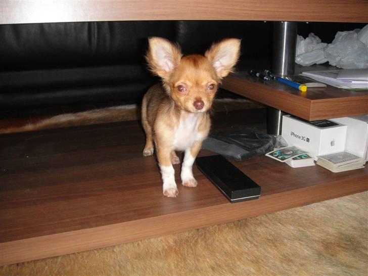 Chihuahua Liva billede 4