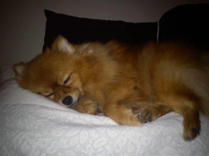 Pomeranian Kahla billede 9