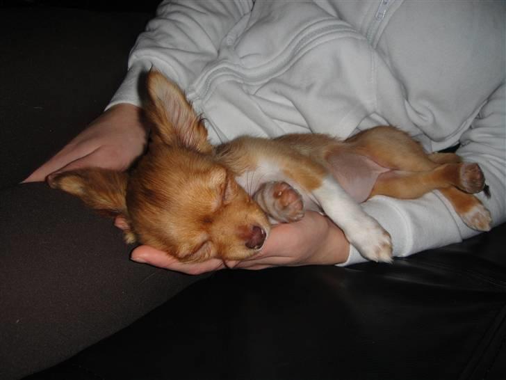 Chihuahua Liva billede 5