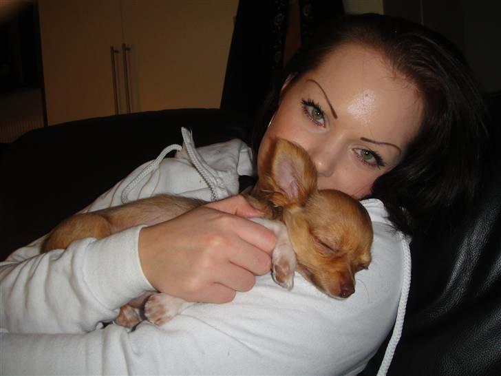 Chihuahua Liva billede 6