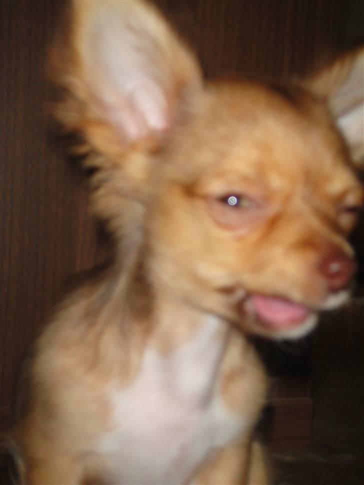 Chihuahua Liva billede 8