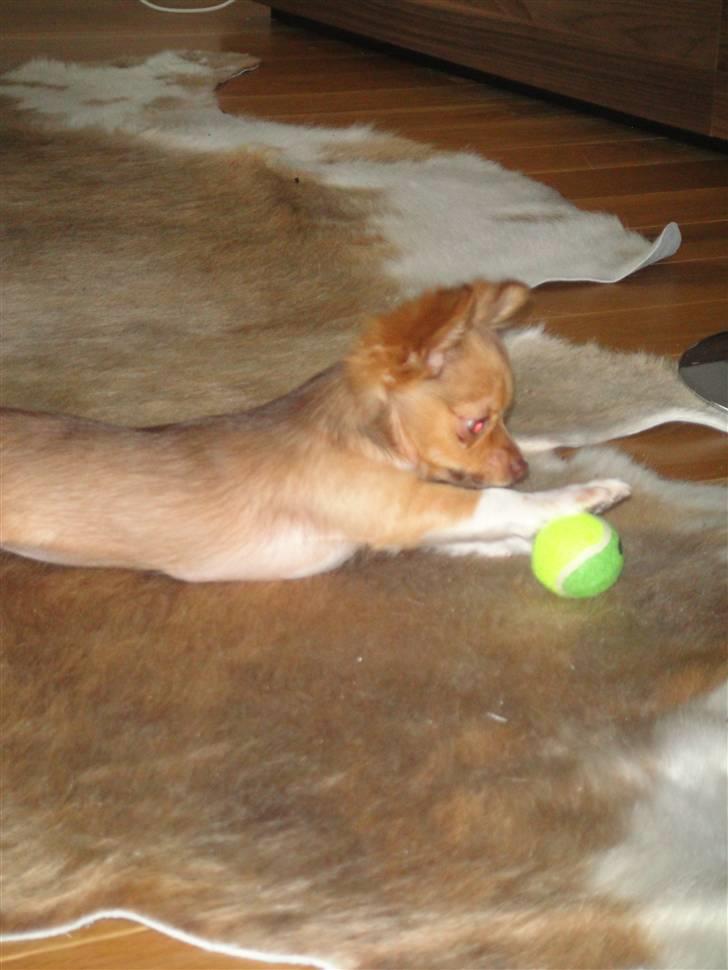 Chihuahua Liva billede 9