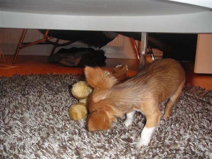 Chihuahua Liva billede 10