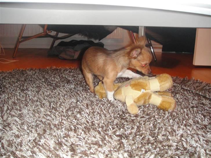 Chihuahua Liva billede 11