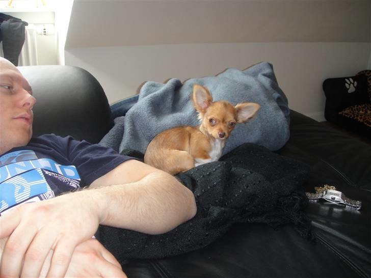 Chihuahua Liva billede 12