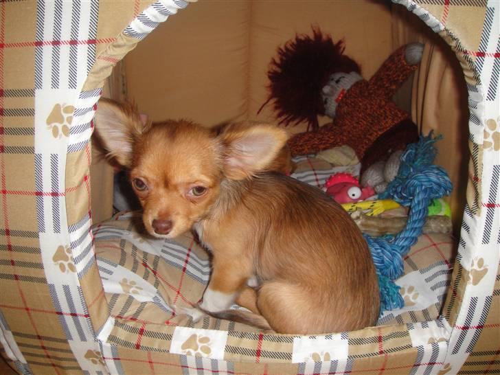 Chihuahua Liva billede 13