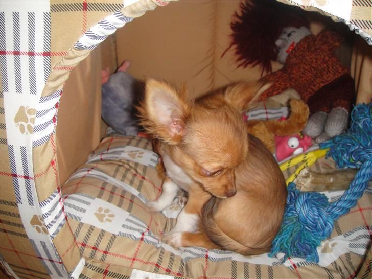 Chihuahua Liva billede 14