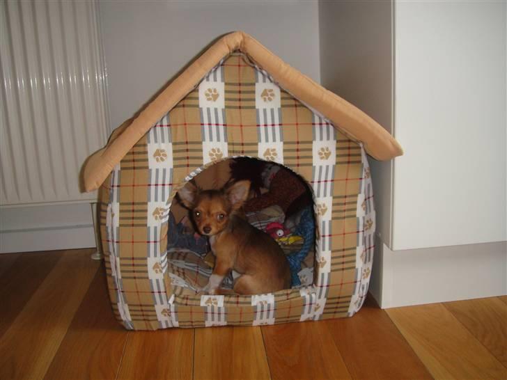 Chihuahua Liva billede 15