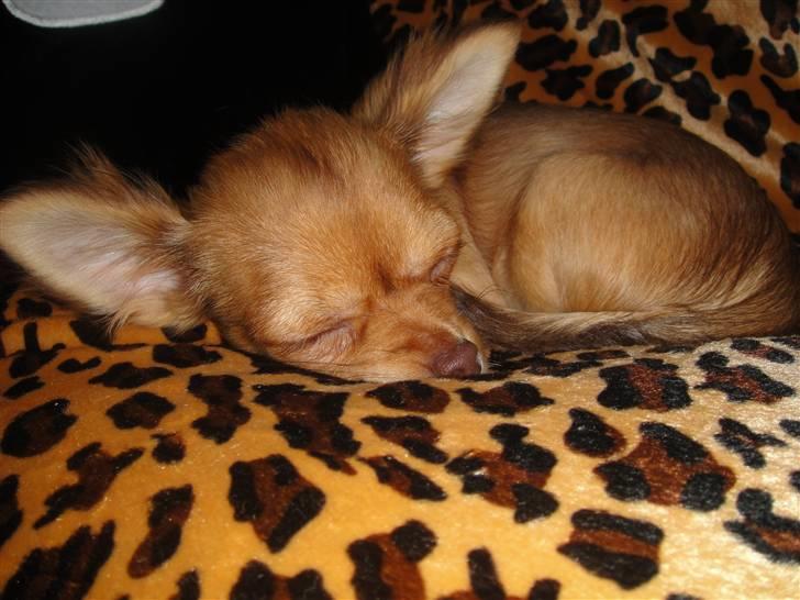 Chihuahua Liva billede 16