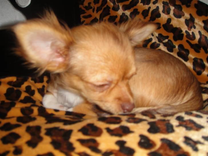 Chihuahua Liva billede 17