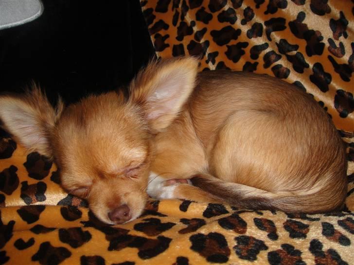 Chihuahua Liva billede 18