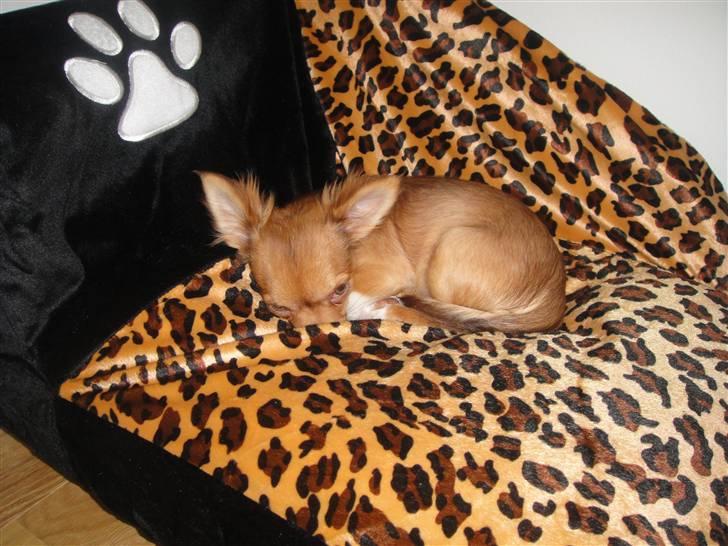 Chihuahua Liva billede 19