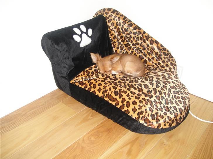 Chihuahua Liva billede 20