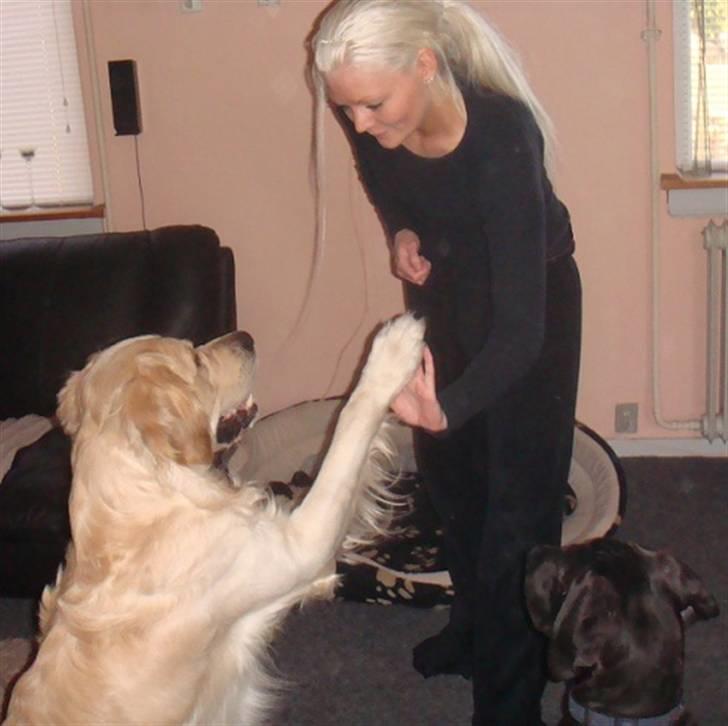 Golden retriever Sammy - High five :O) billede 20