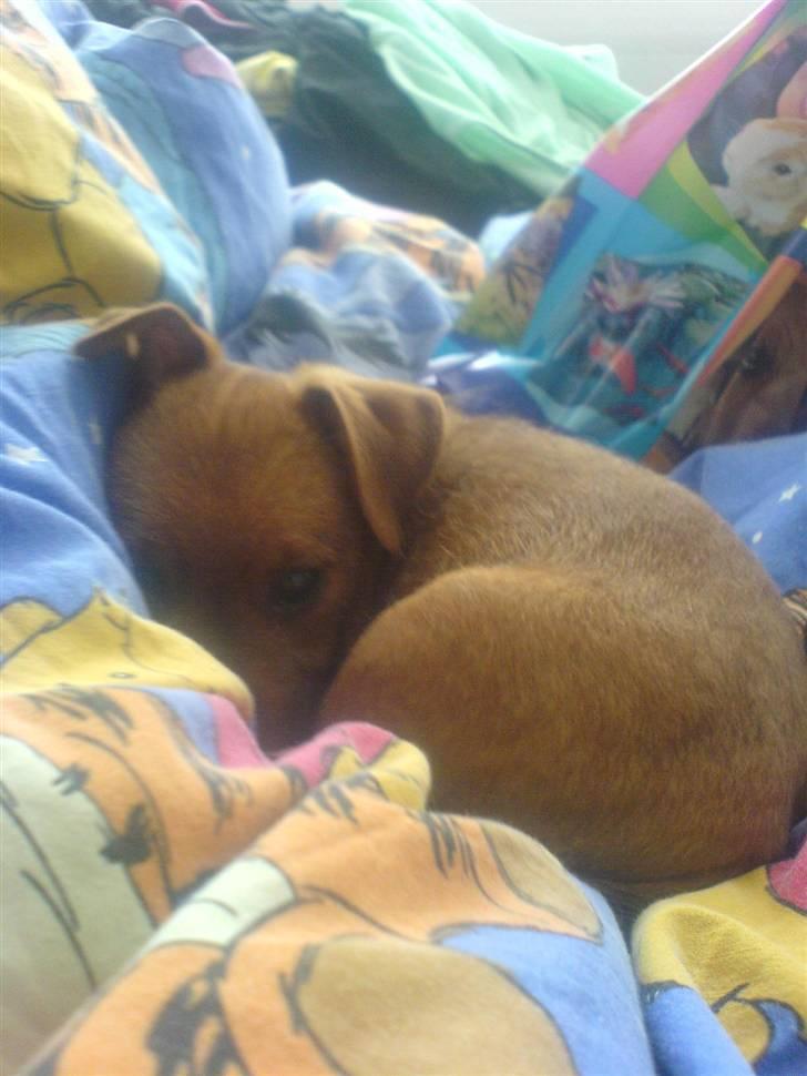 Blanding af racer Bounty billede 1