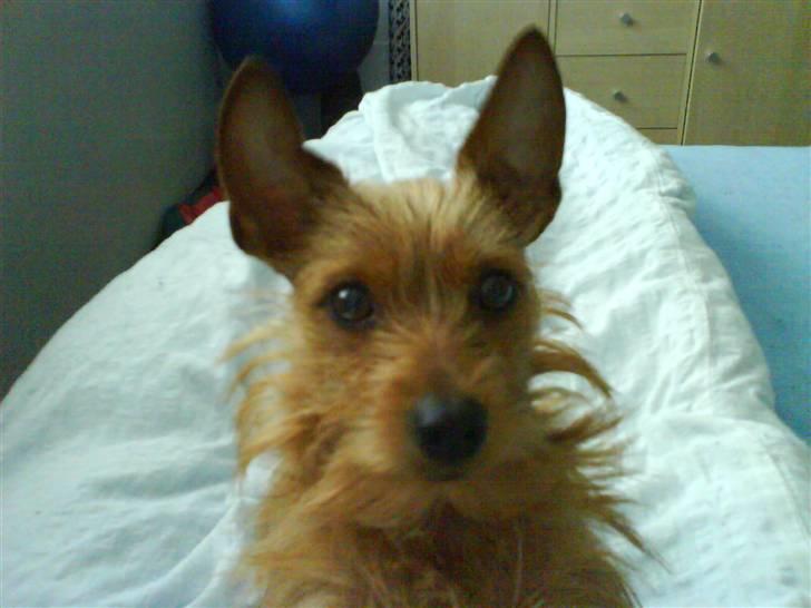 Blanding af racer Bounty billede 2