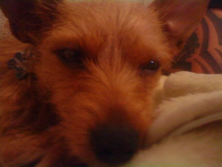 Blanding af racer Bounty billede 3