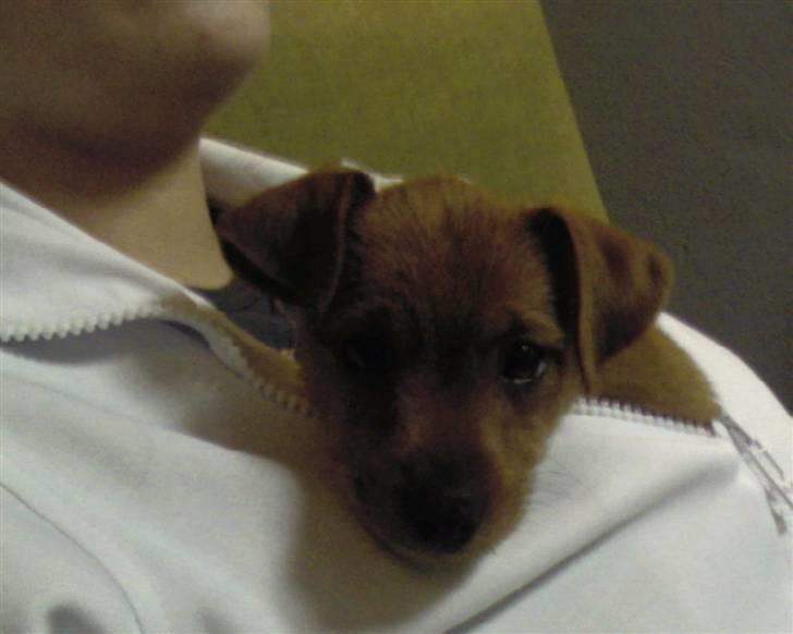 Blanding af racer Bounty billede 4