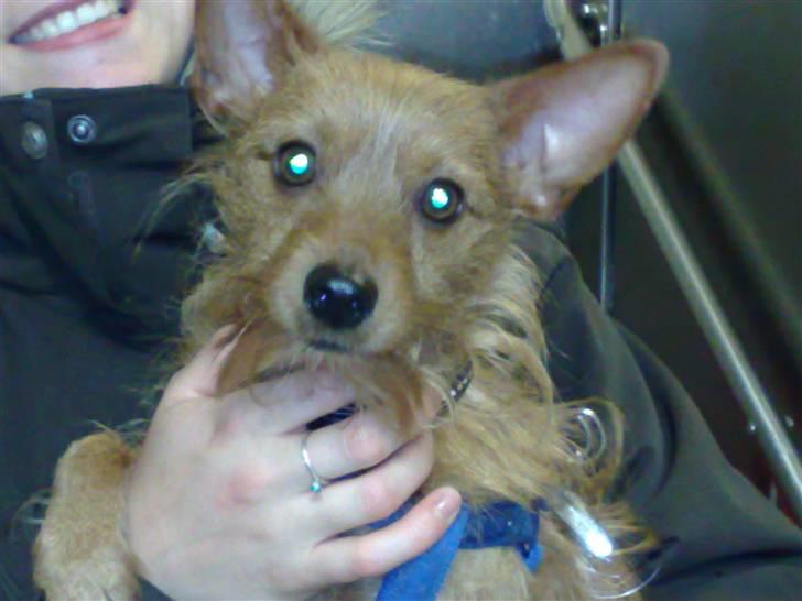 Blanding af racer Bounty billede 5