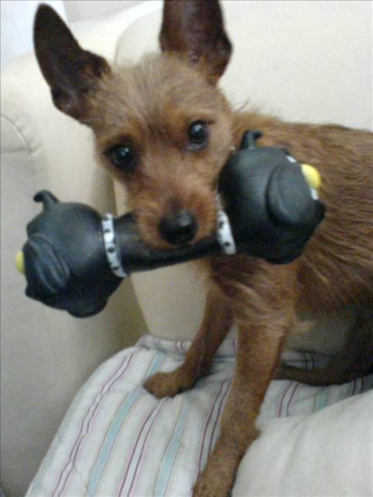 Blanding af racer Bounty billede 6