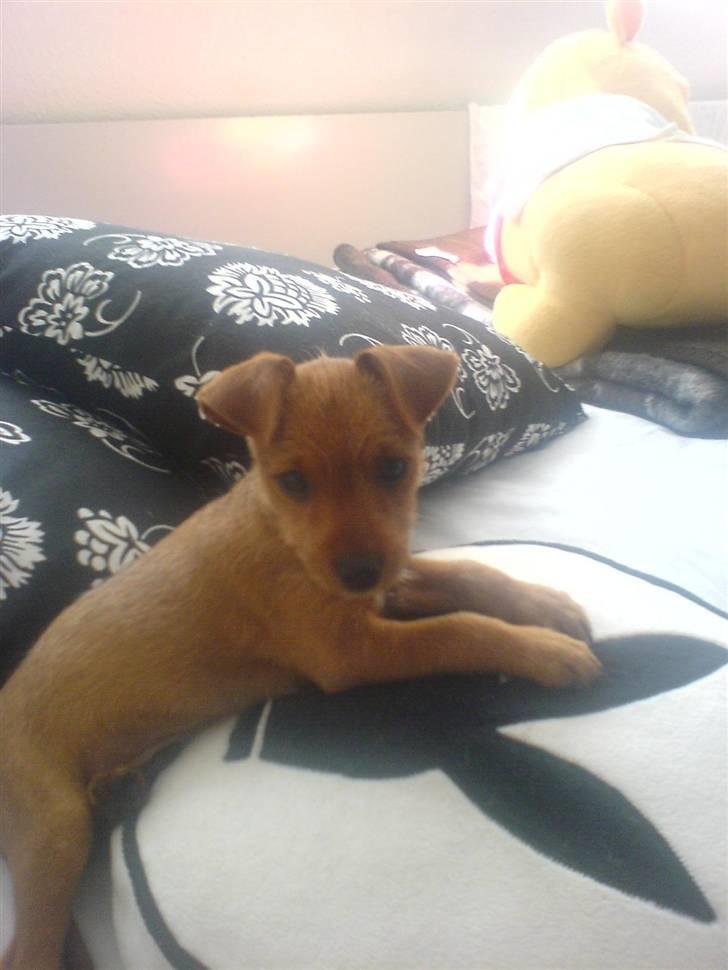 Blanding af racer Bounty billede 7