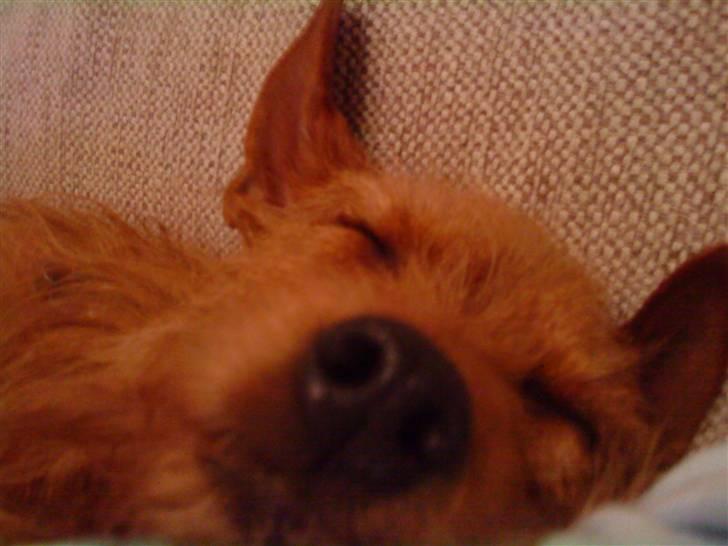 Blanding af racer Bounty billede 8