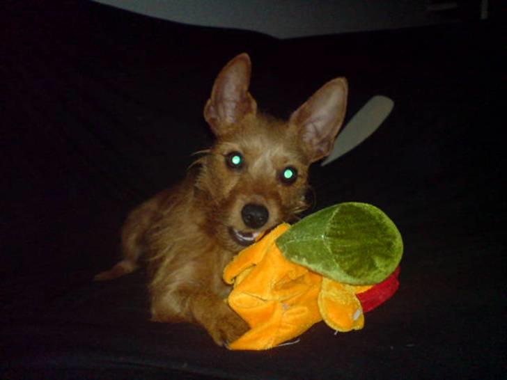 Blanding af racer Bounty billede 9