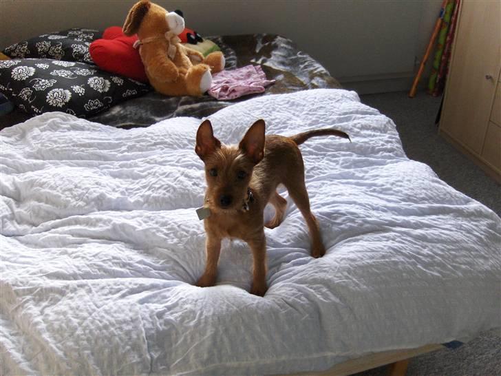 Blanding af racer Bounty billede 10