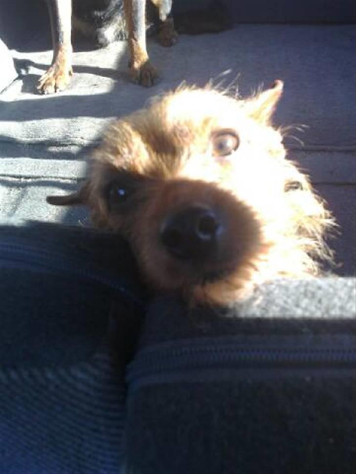 Blanding af racer Bounty billede 11