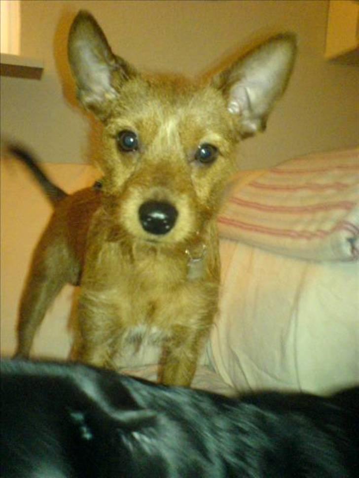 Blanding af racer Bounty billede 12