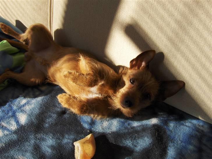 Blanding af racer Bounty billede 13