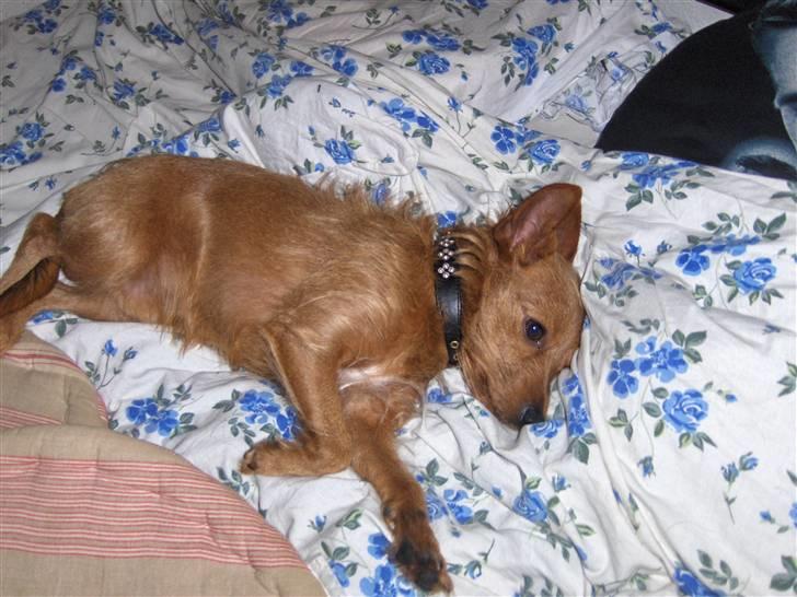 Blanding af racer Bounty billede 14