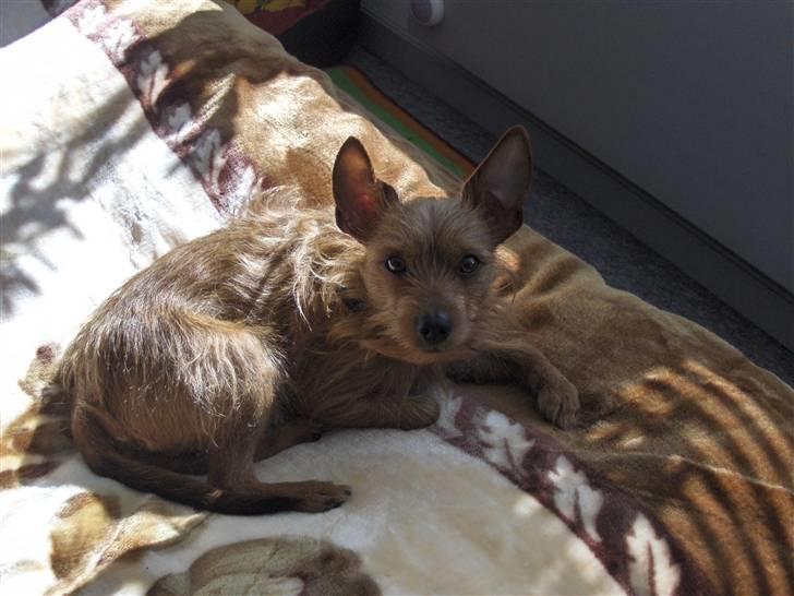 Blanding af racer Bounty billede 15