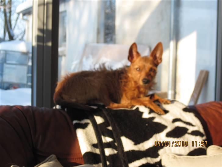 Blanding af racer Bounty billede 16