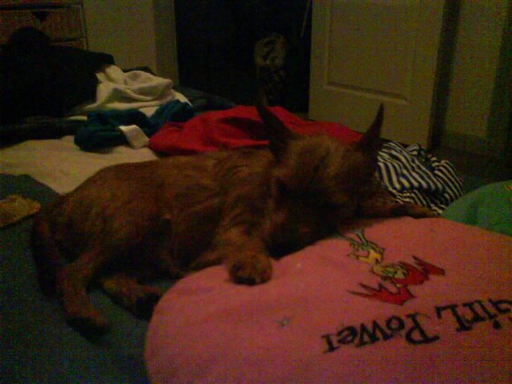 Blanding af racer Bounty billede 17